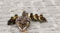 waterfowl-mallard-young-young-duck-159864.jpeg